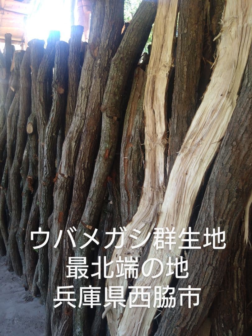 sato 丸物２０キロ