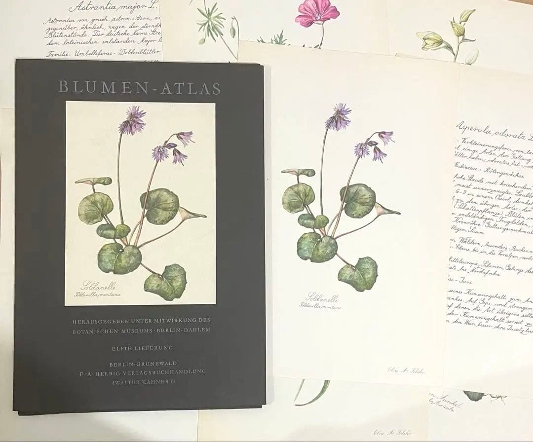 No.297ドイツ ビンテージ 紙もの ボタニカルアート 植物図鑑 水彩画