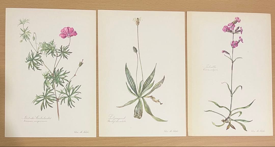 No.297ドイツ ビンテージ 紙もの ボタニカルアート 植物図鑑 水彩画