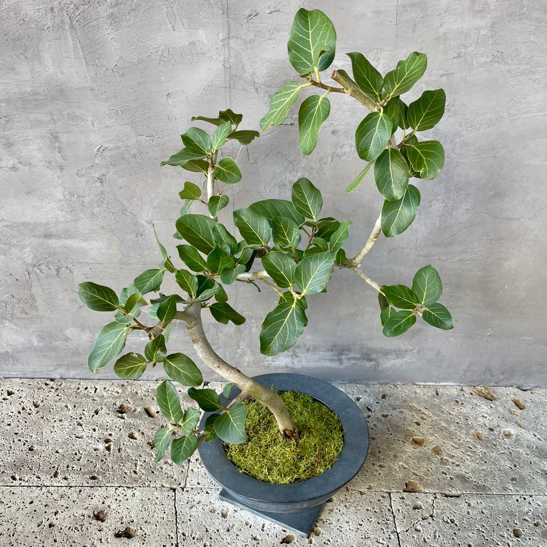 【こだわり樹形】　フィカス　ベンガレンシス　盆栽仕立て　陶器鉢　植え込み発送