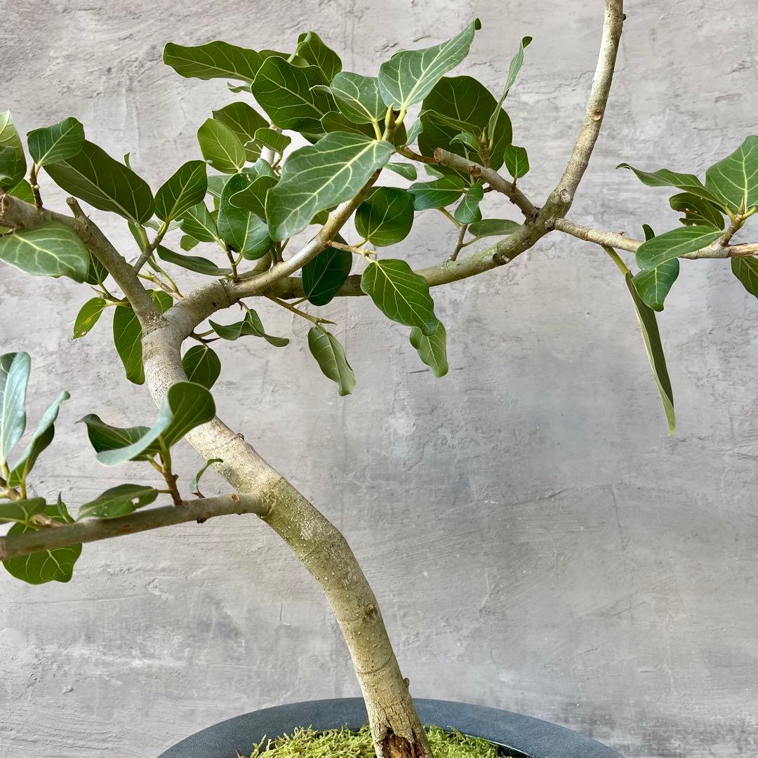 【こだわり樹形】　フィカス　ベンガレンシス　盆栽仕立て　陶器鉢　植え込み発送