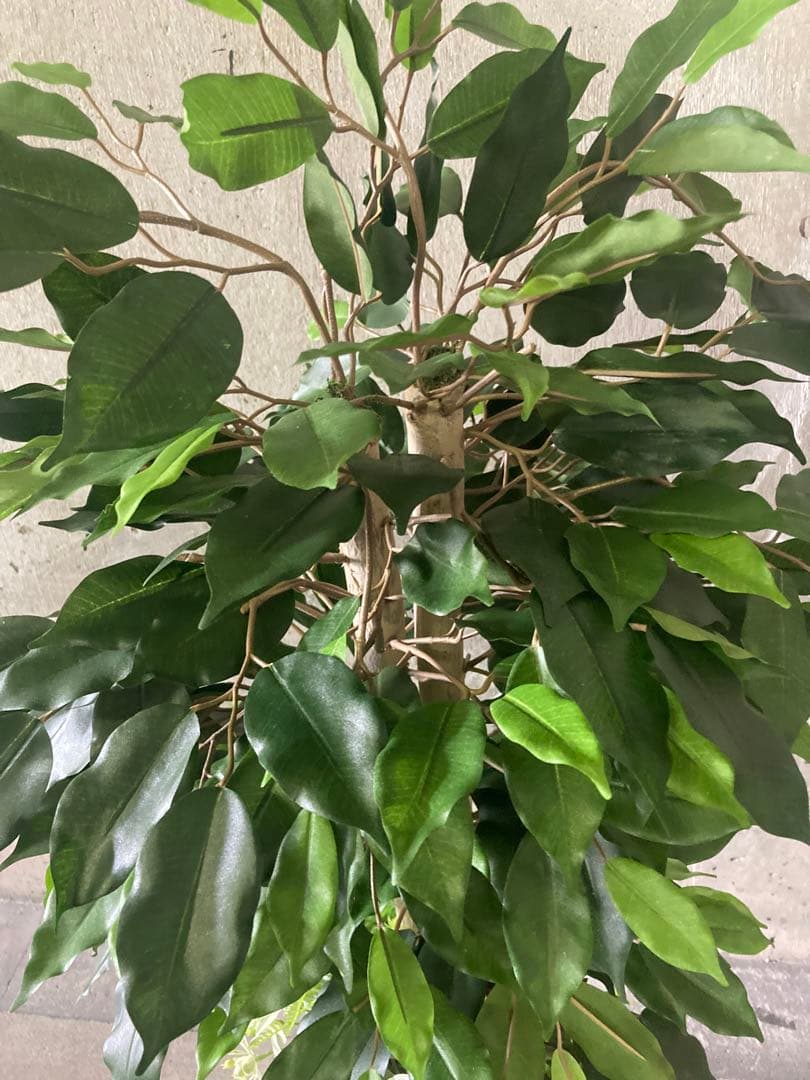 光触媒　人工観葉植物　ウォールグリーン　フェイクグリーン　ベンジャミン11754