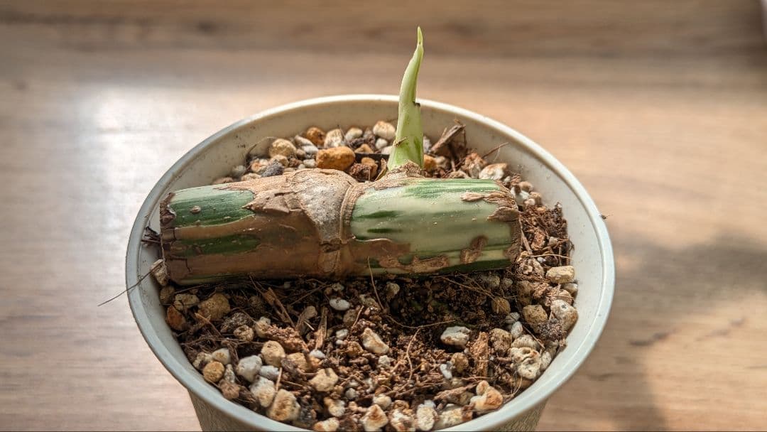 斑入りモンステラ ボルシギアナ ホワイトタイガー 茎挿し 茎伏せ 挿し木 茎のみ