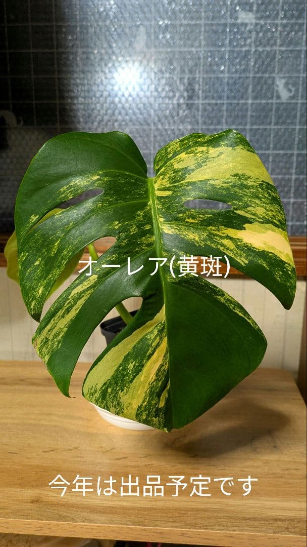 斑入りモンステラ ボルシギアナ ホワイトタイガー 茎挿し 茎伏せ 挿し木 茎のみ