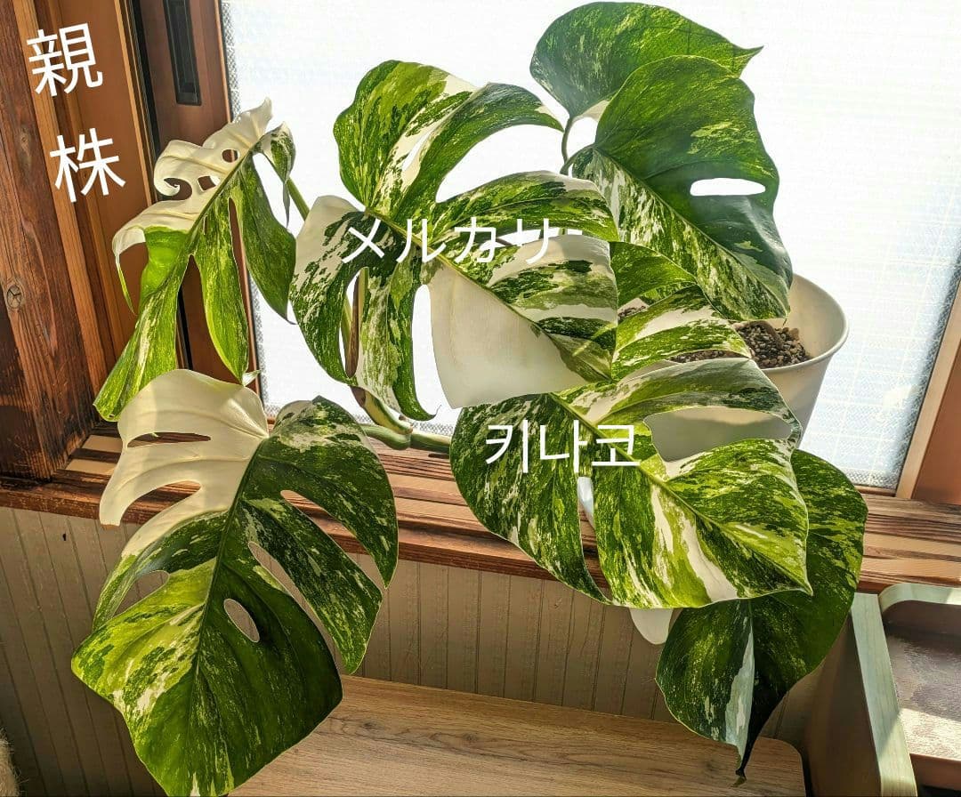 斑入りモンステラ ボルシギアナ ホワイトタイガー 茎挿し 茎伏せ 挿し木 茎のみ