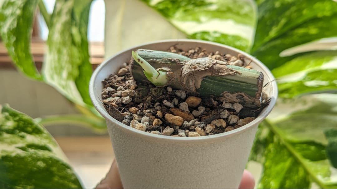 斑入りモンステラ ボルシギアナ ホワイトタイガー 茎挿し 茎伏せ 挿し木 茎のみ