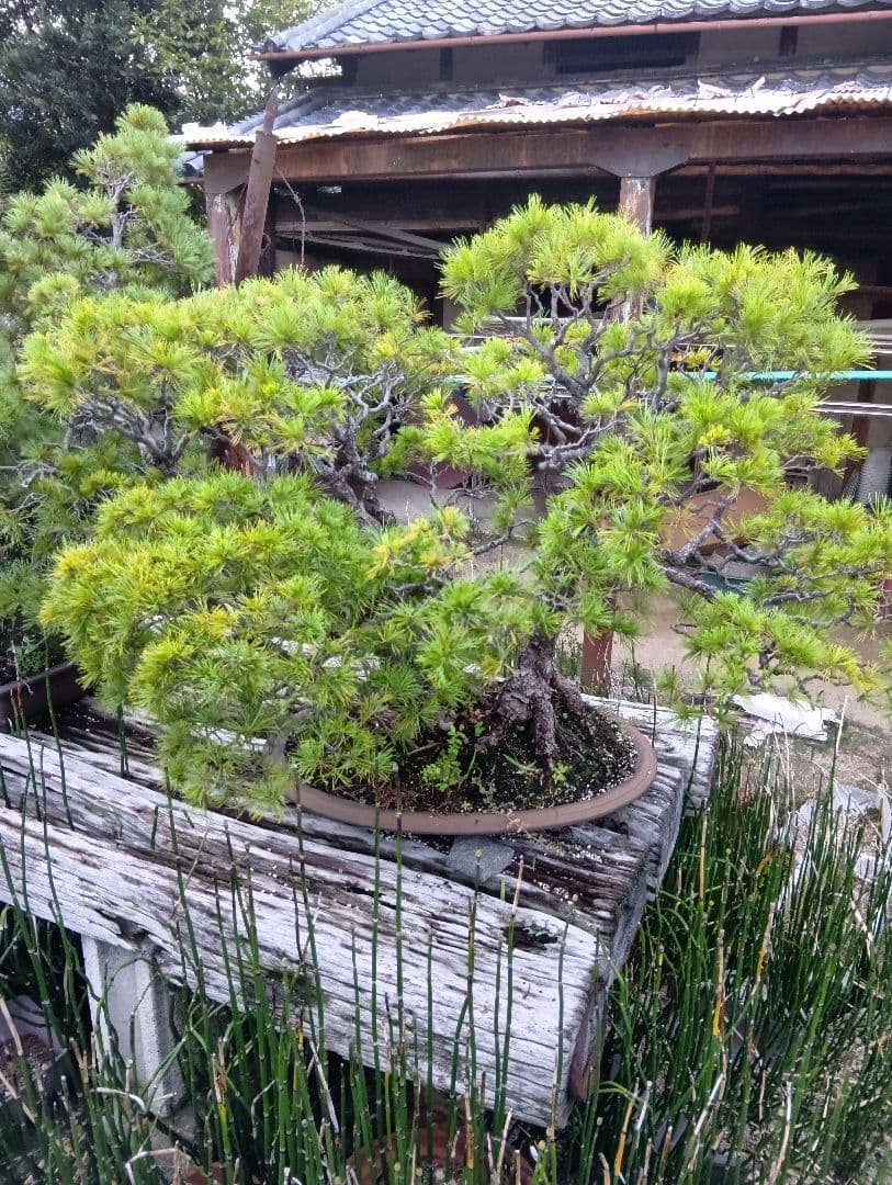 五葉松（特大サイズ）