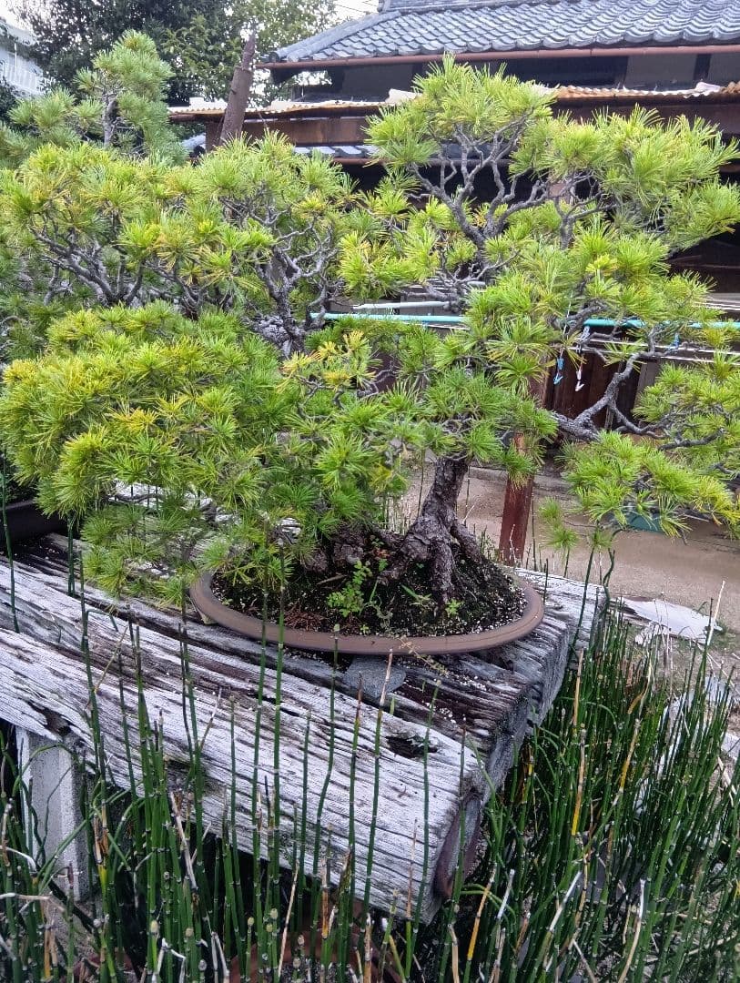 五葉松（特大サイズ）