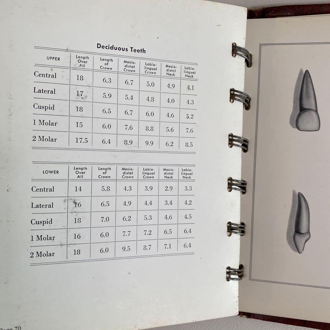 1948-49年 米国歯科 カービング教材 完品