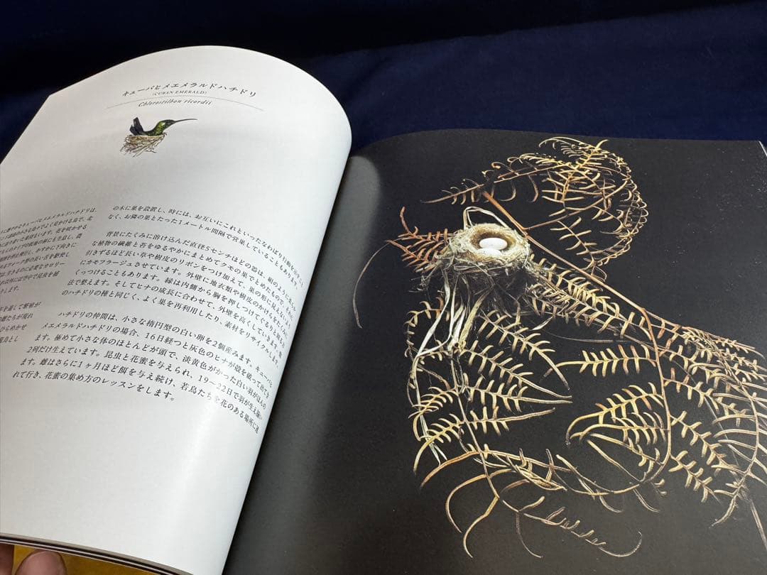 「写真集　鳥の巣」SHARON BEALS グラフィック社
