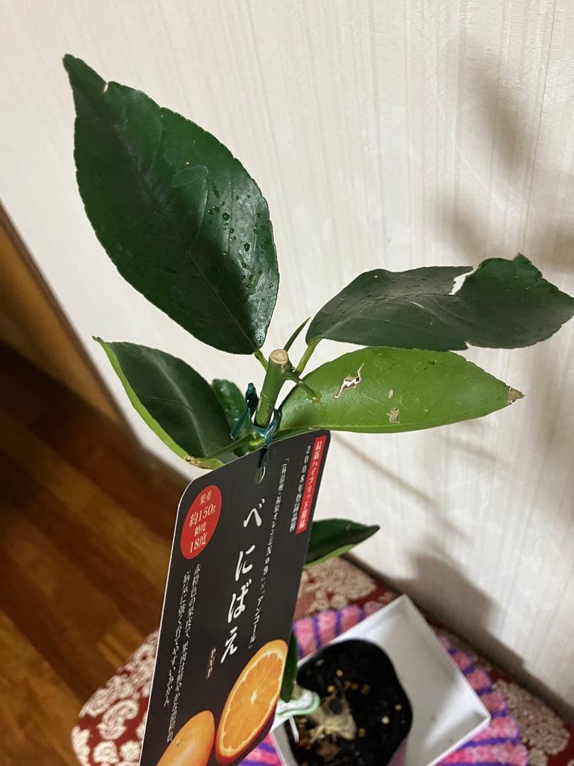 みかん苗木　べにばえ　接木