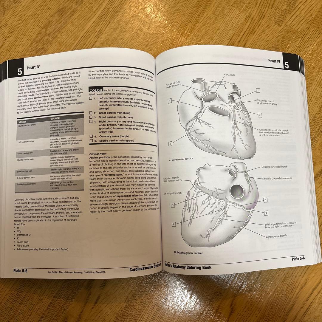 NETTER’s ANATOMY COLORING BOOK