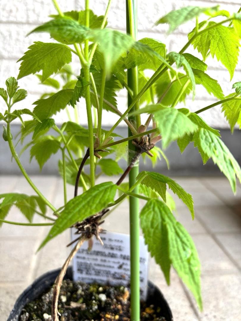 花苗　クレマチス苗　生花　アトラゲネ系　季節の花　寄せ植え　切り花