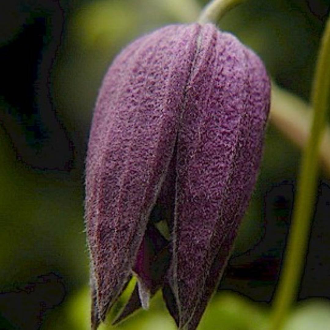 花苗　クレマチス苗　生花　アトラゲネ系　季節の花　寄せ植え　切り花