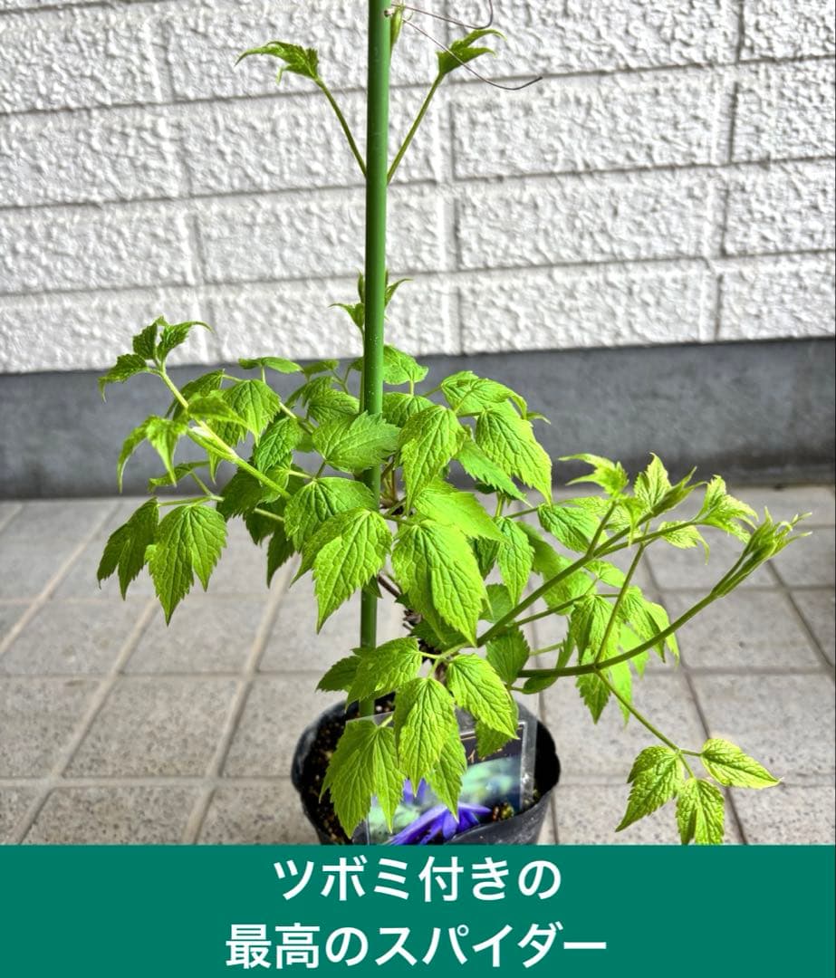 花苗　クレマチス苗　生花　アトラゲネ系　季節の花　寄せ植え　切り花