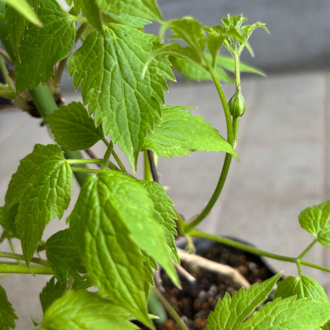 花苗　クレマチス苗　生花　アトラゲネ系　季節の花　寄せ植え　切り花
