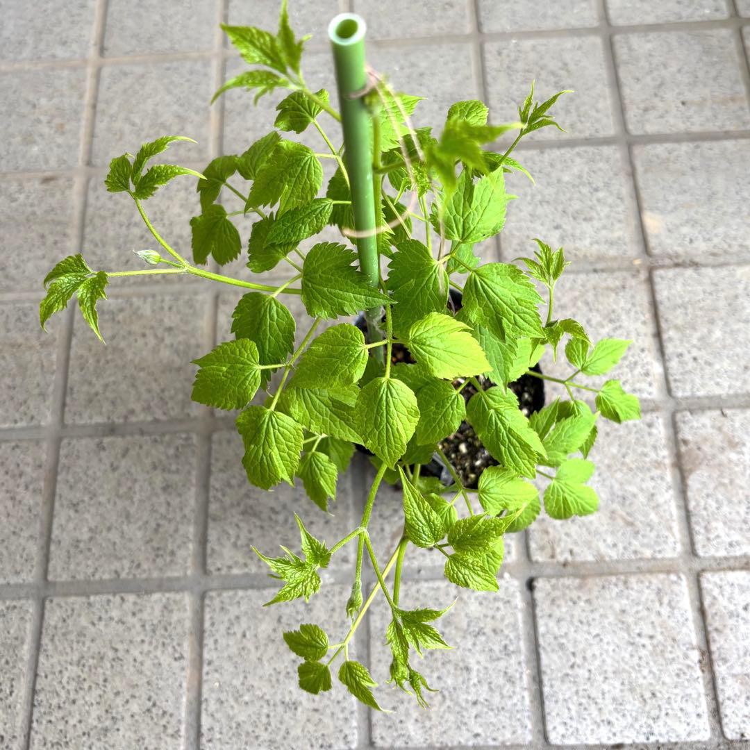 花苗　クレマチス苗　生花　アトラゲネ系　季節の花　寄せ植え　切り花