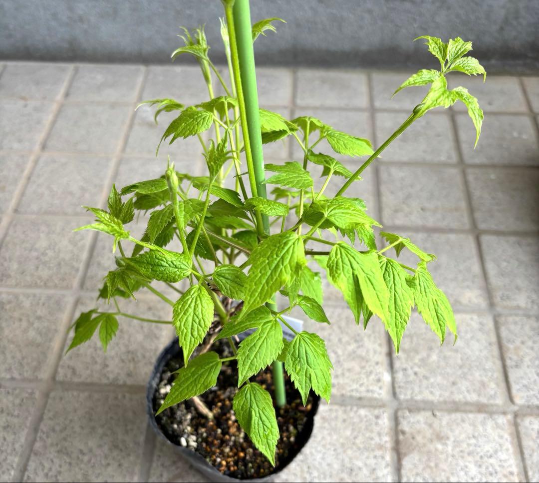 花苗　クレマチス苗　生花　アトラゲネ系　季節の花　寄せ植え　切り花