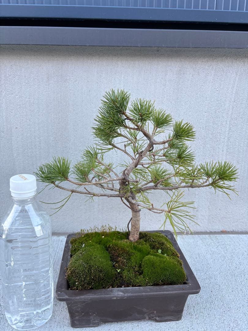 五葉松　松　盆栽