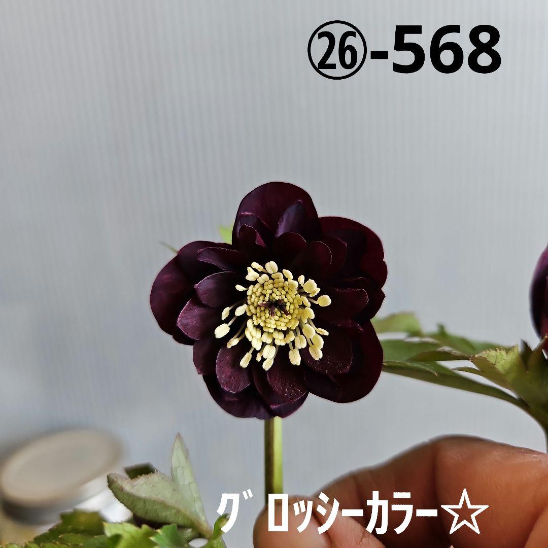 ㉖-568クリスマスローズ
