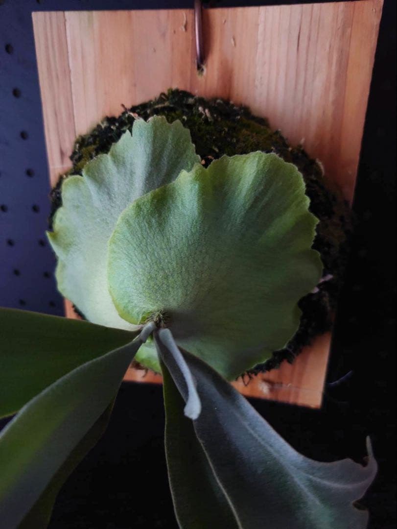 ビカクシダ P.willinckii OMG x P.willinckii Calm