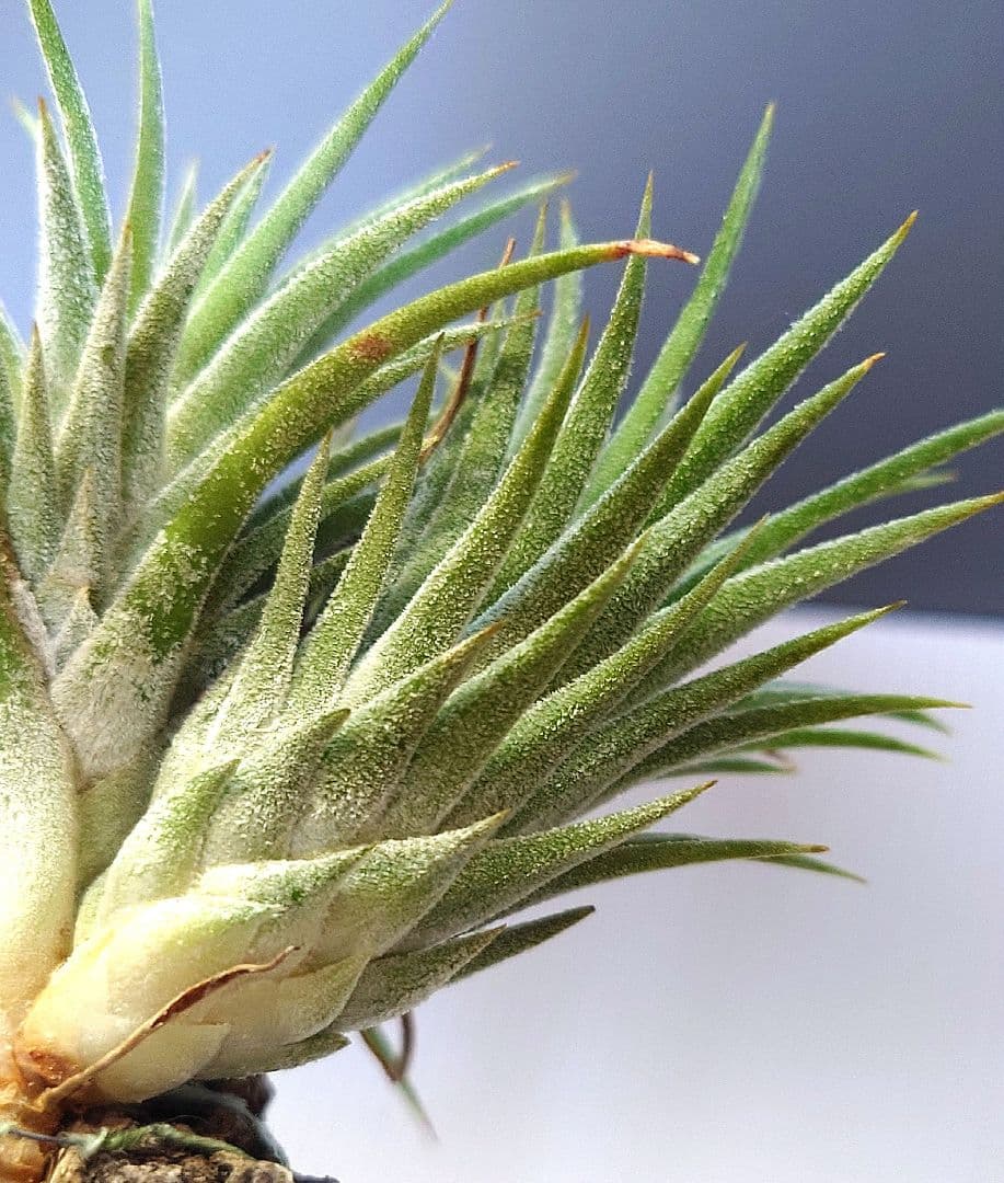 Tillandsia ‘Wait 'N See’ （‘Wait N'C’)