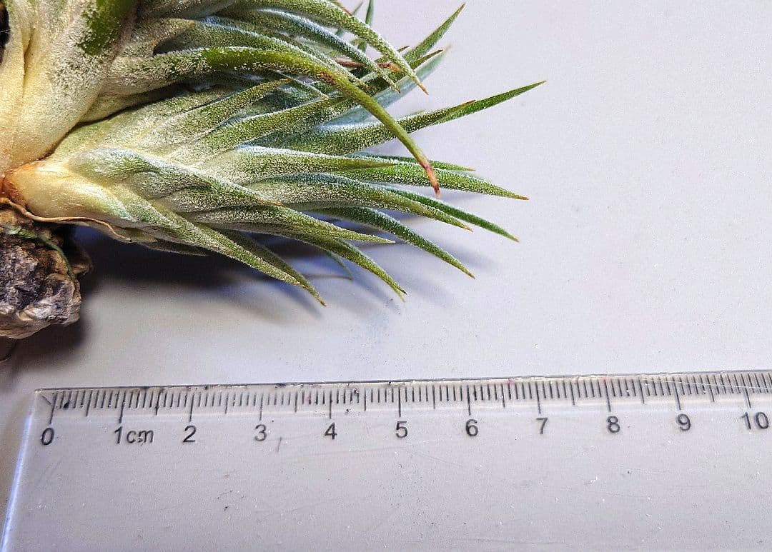 Tillandsia ‘Wait 'N See’ （‘Wait N'C’)