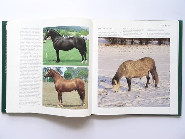 洋書◆馬の写真集 本 キングダム 乗馬