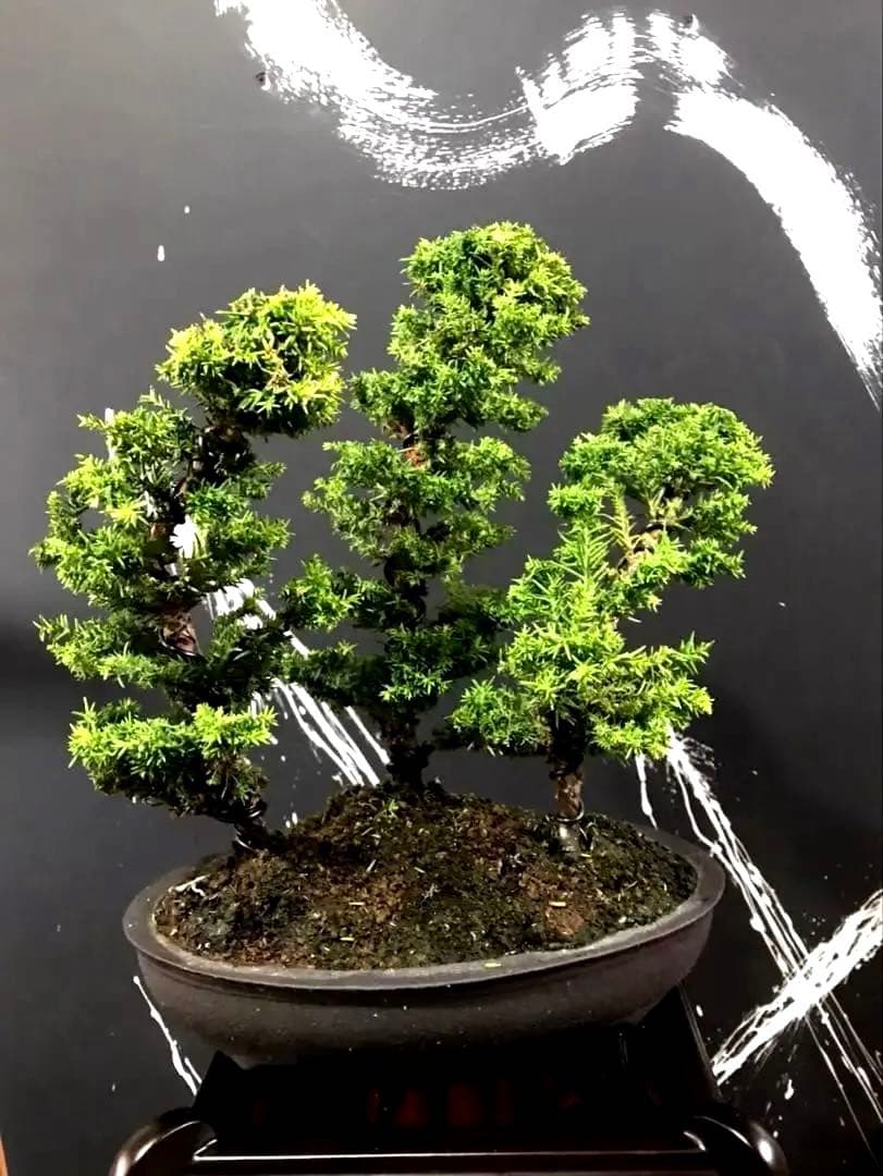 八房杉盆栽