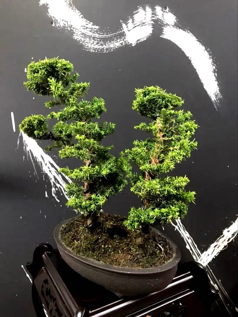 八房杉盆栽