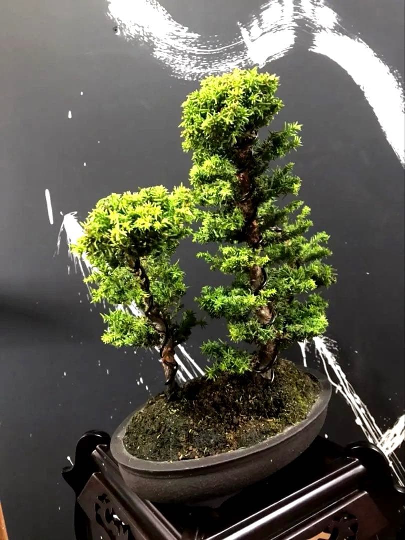 八房杉盆栽