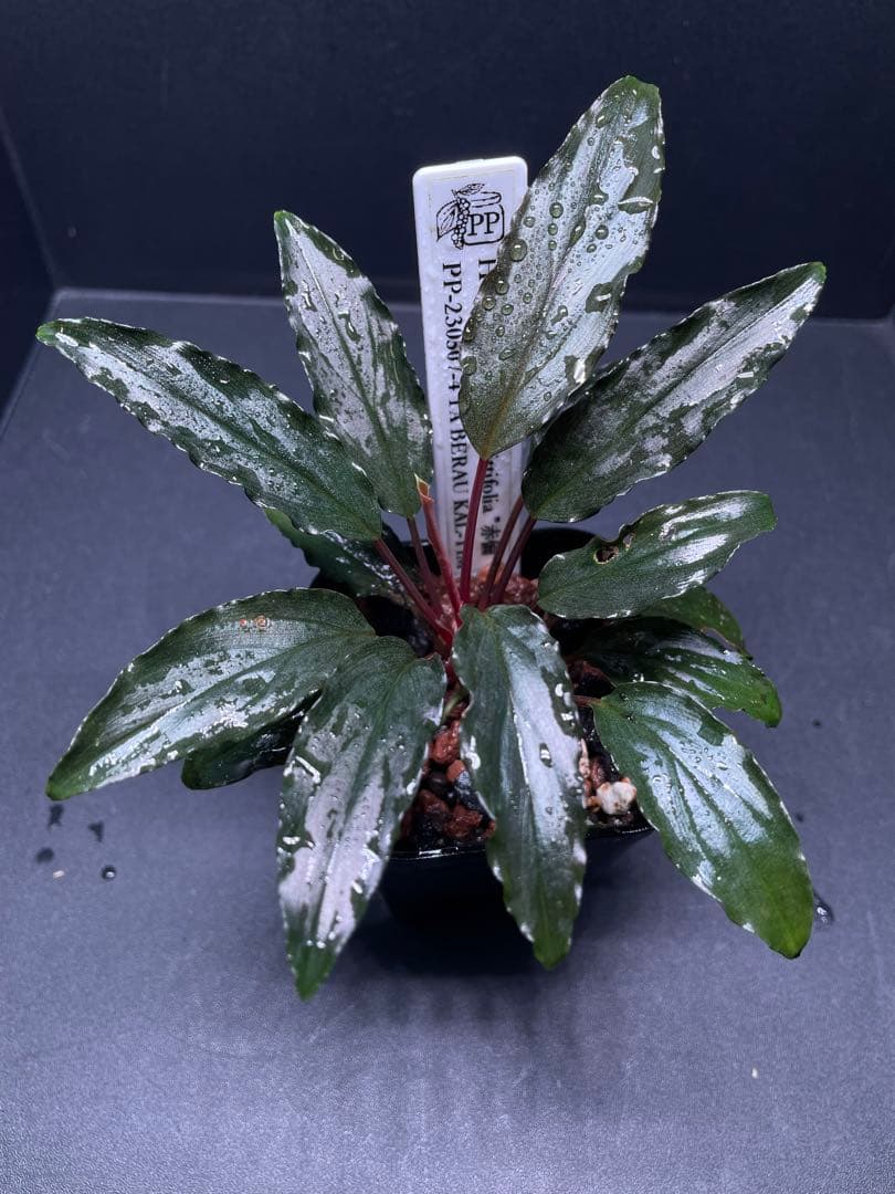 Homalomena aff. vittifolia \"赤備\" ホマロメナ 赤軸