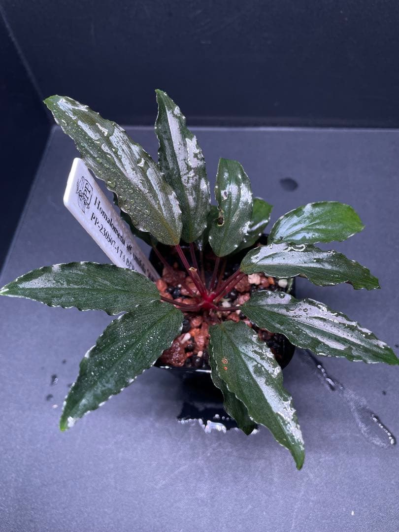 Homalomena aff. vittifolia \"赤備\" ホマロメナ 赤軸