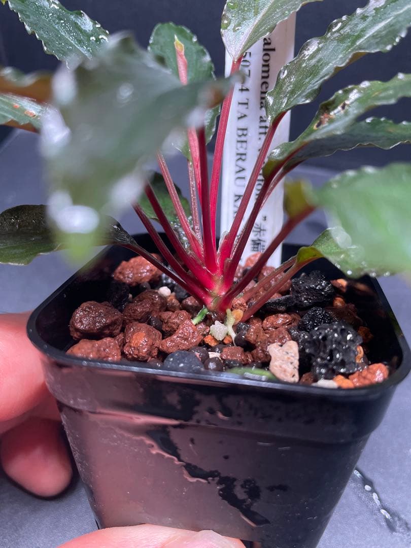 Homalomena aff. vittifolia \"赤備\" ホマロメナ 赤軸