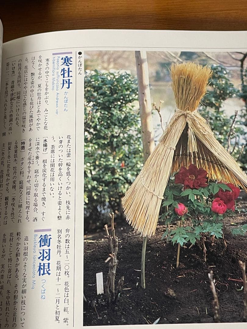 華道の先生のお薦め　四季別いけばな花材事典　講談社　華道茶道に必携