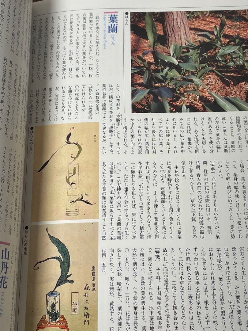 華道の先生のお薦め　四季別いけばな花材事典　講談社　華道茶道に必携