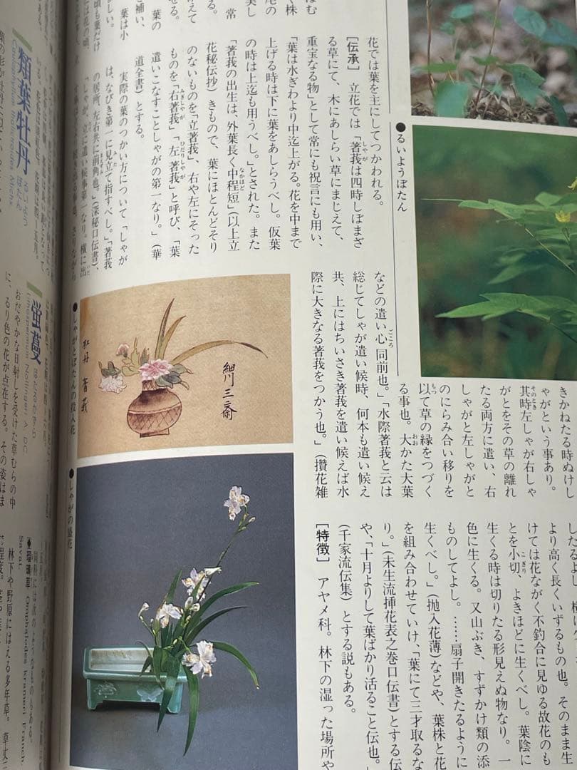 華道の先生のお薦め　四季別いけばな花材事典　講談社　華道茶道に必携