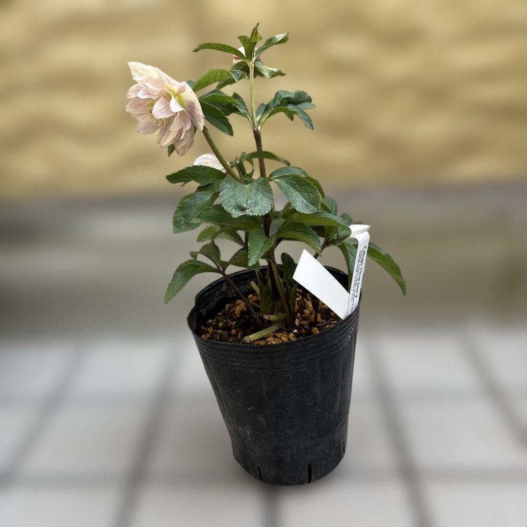 蜃気楼交配　dd 大木ナーサリー　クリスマスローズ　タグ付き　現品　開花株