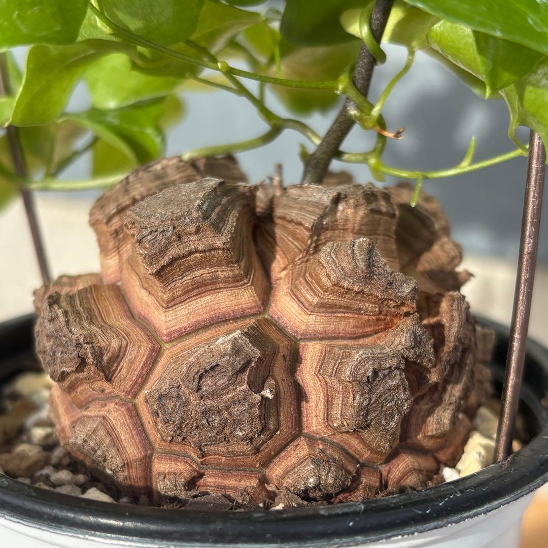 No.701 Dioscorea elephantipes アフリカ亀甲竜　実生