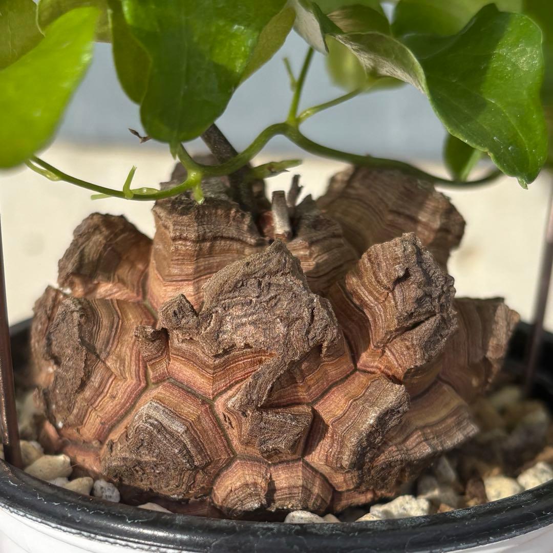 No.701 Dioscorea elephantipes アフリカ亀甲竜　実生