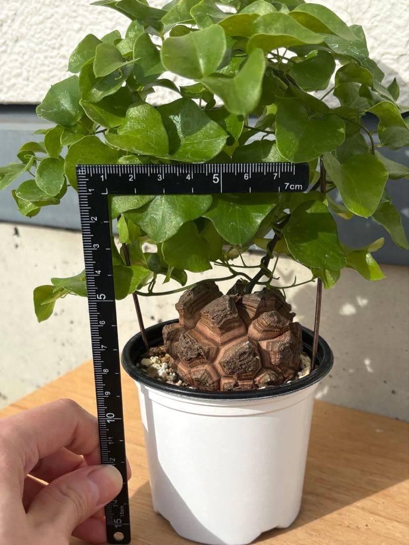 No.701 Dioscorea elephantipes アフリカ亀甲竜　実生