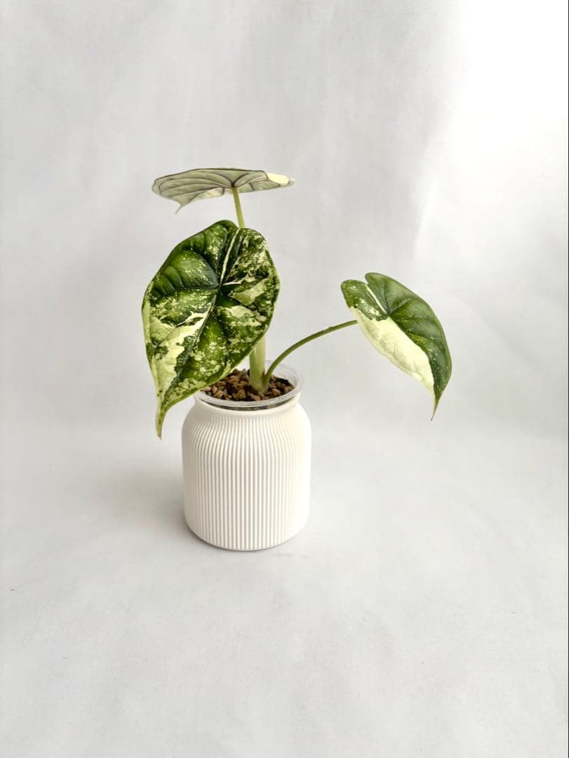 その他観葉植物 Alocasia Dragon Scale Variegata
