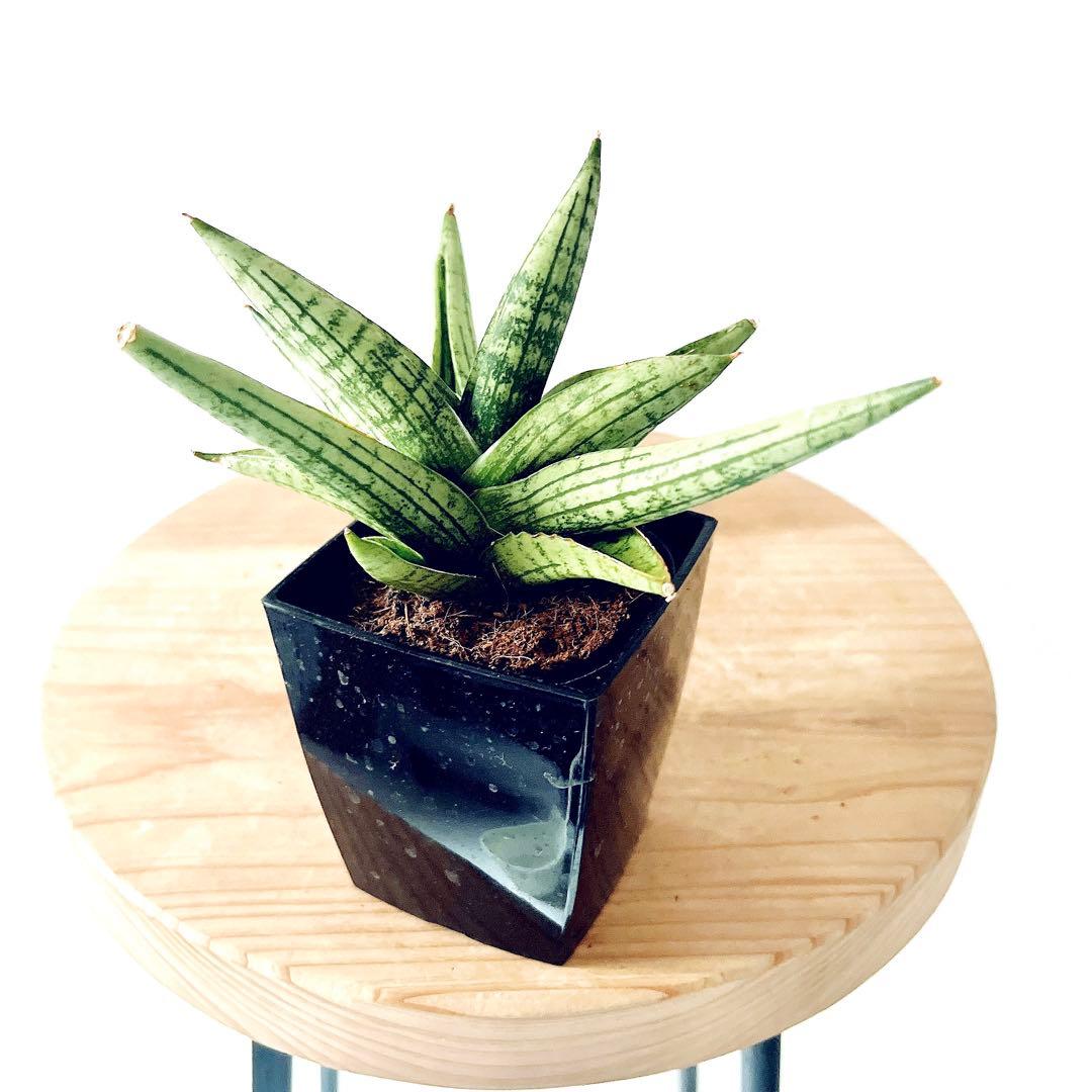 サンスベリア ヘリオスドワーフ 3号 希少 観葉植物 calm cafe