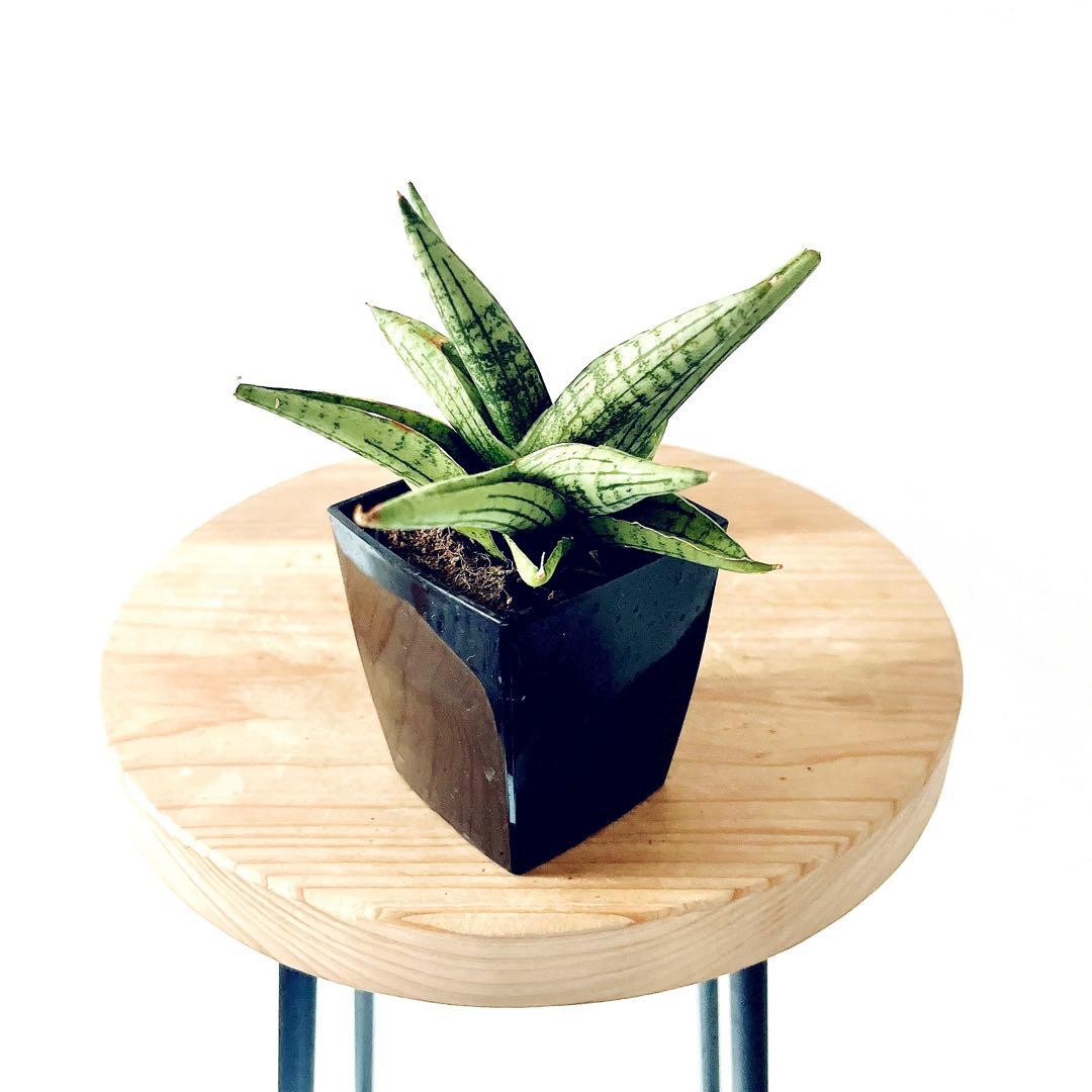 サンスベリア ヘリオスドワーフ 3号 希少 観葉植物 calm cafe