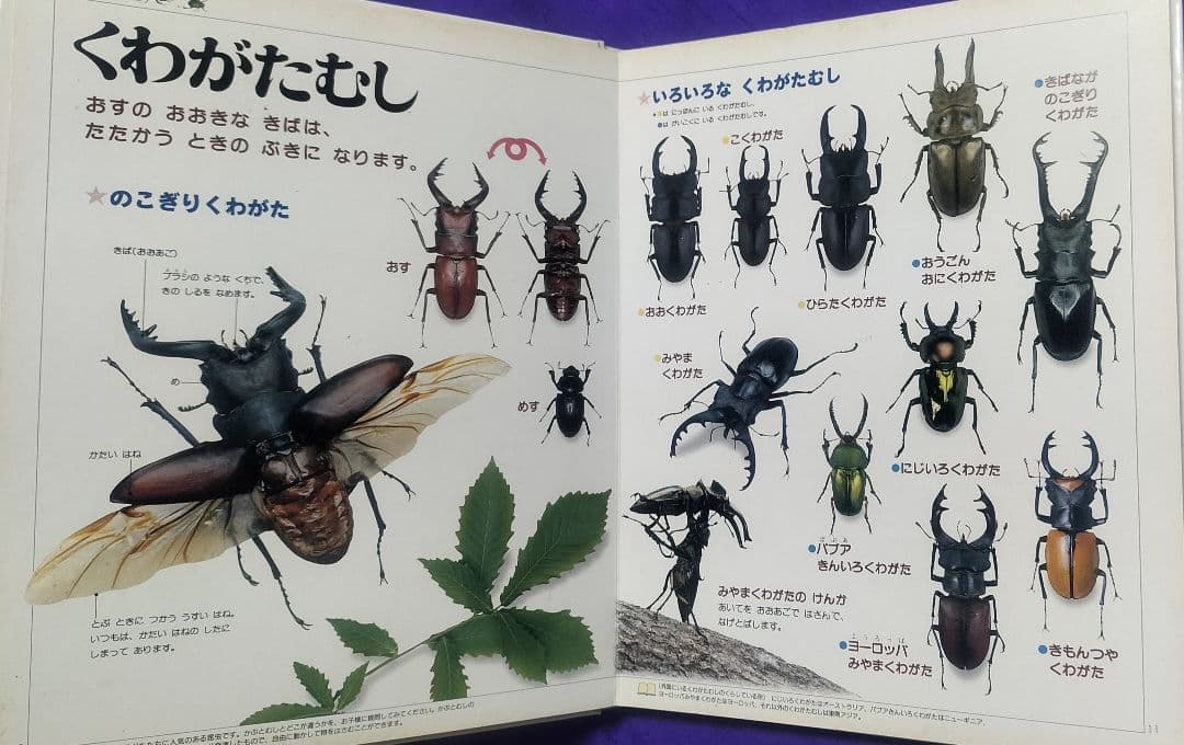 絶版本！✨21世紀幼稚園百科 こんちゅう✨日高敏隆監修 虫図鑑 表紙カバーなし