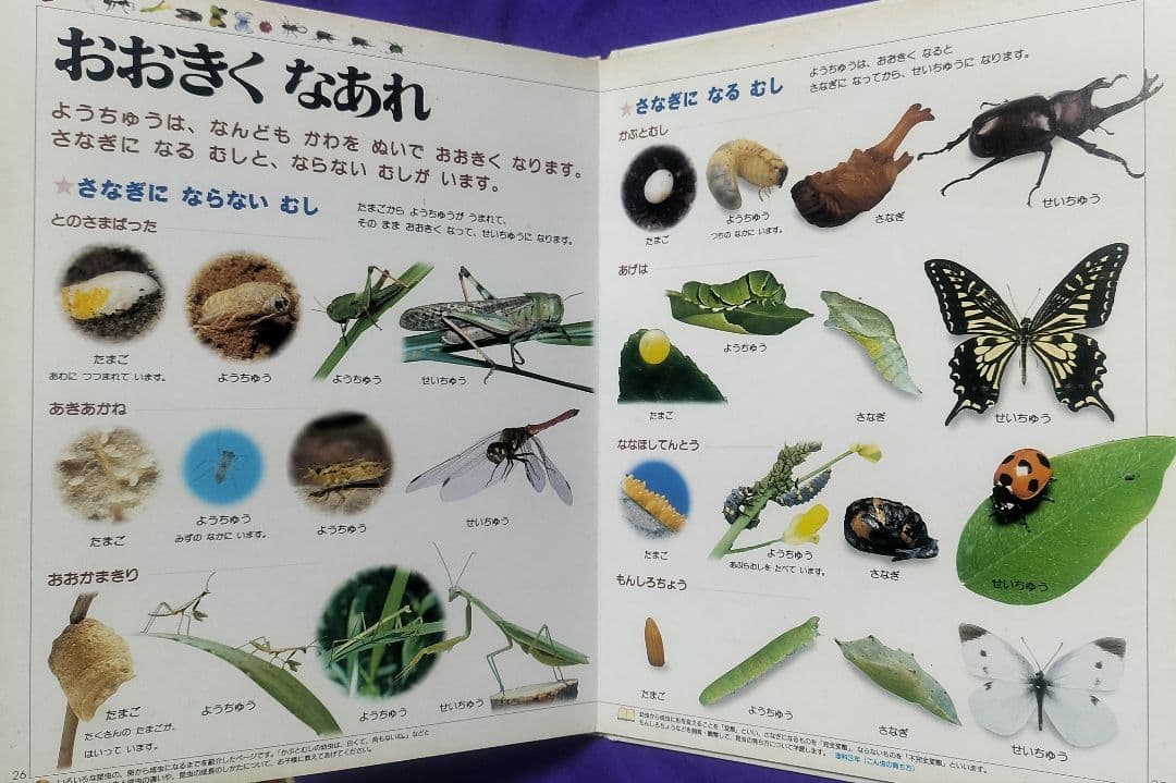 絶版本！✨21世紀幼稚園百科 こんちゅう✨日高敏隆監修 虫図鑑 表紙カバーなし