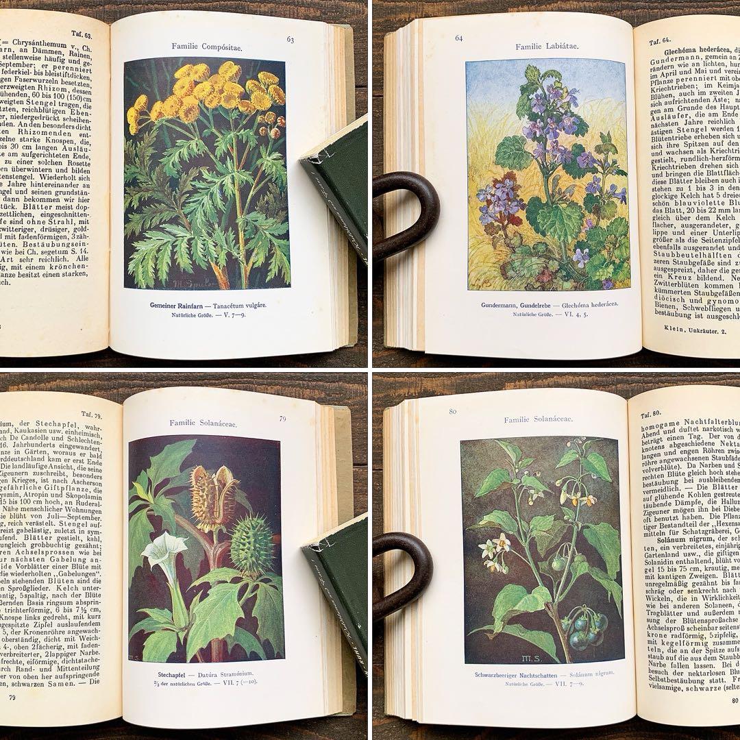 [1926年]ドイツの古い植物図鑑/植物画 ボタニカルアート アンティーク/