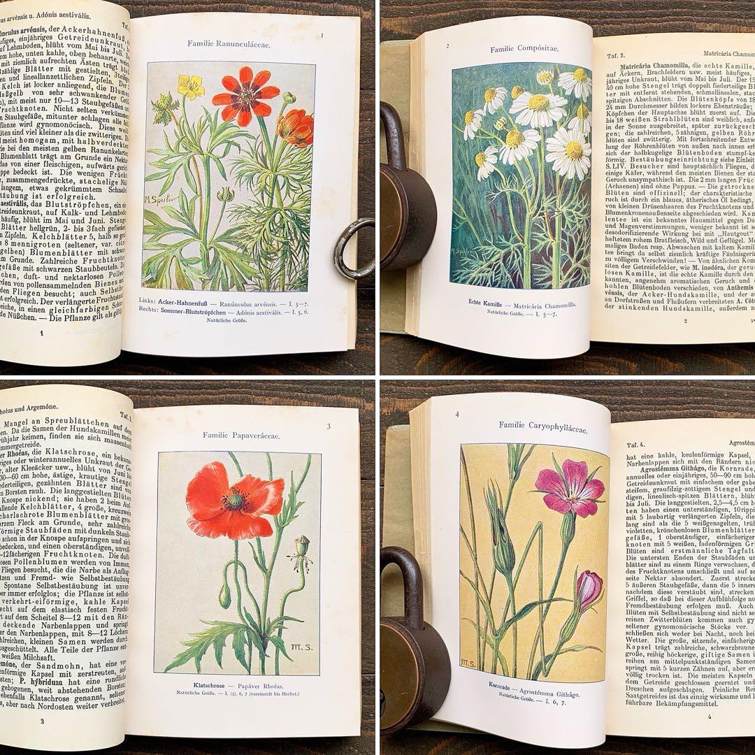 [1926年]ドイツの古い植物図鑑/植物画 ボタニカルアート アンティーク/