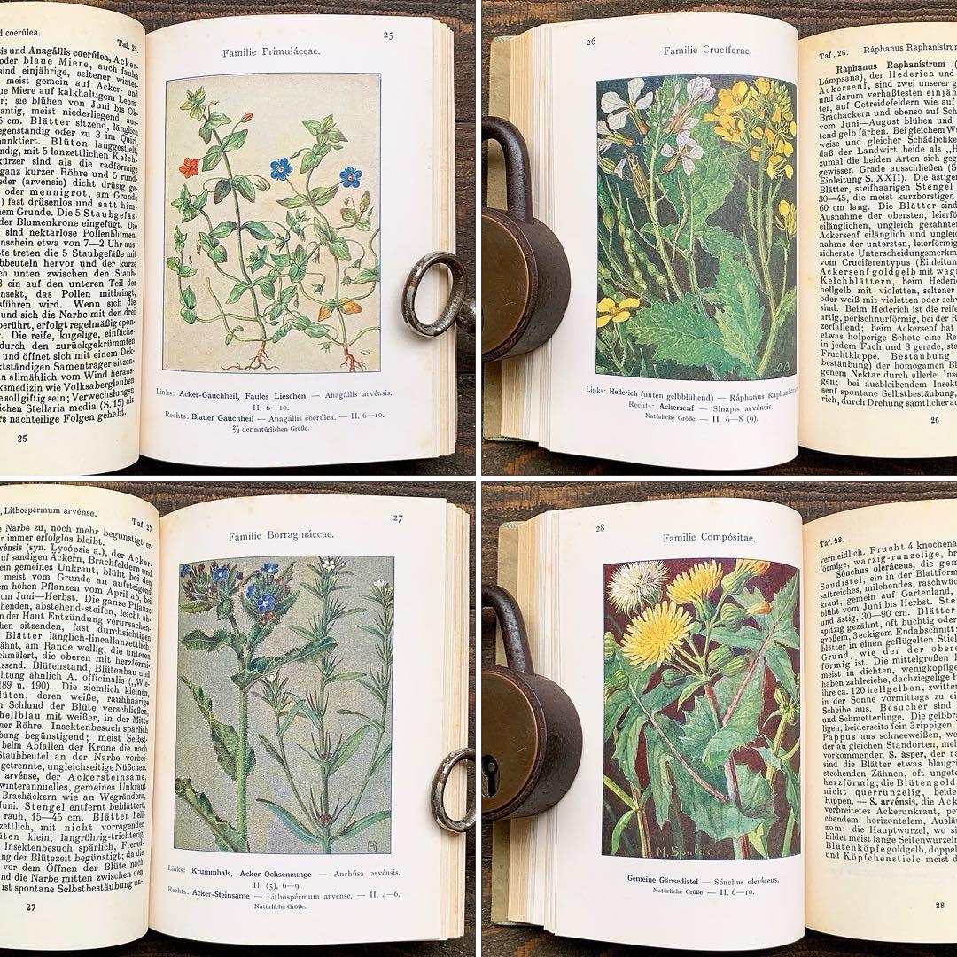 [1926年]ドイツの古い植物図鑑/植物画 ボタニカルアート アンティーク/