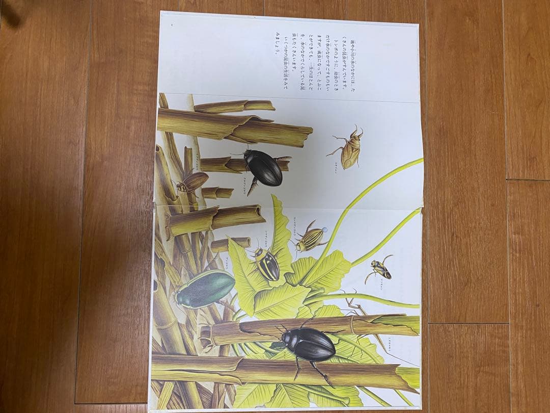自然に関する絵本セット　12冊セット　福音館書店　全シリーズ